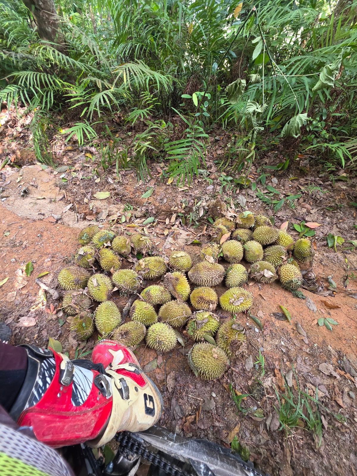 A pile of durian fruits on the ground, with a Surron electric motorbike rider's foot and shoe visible in the foreground.